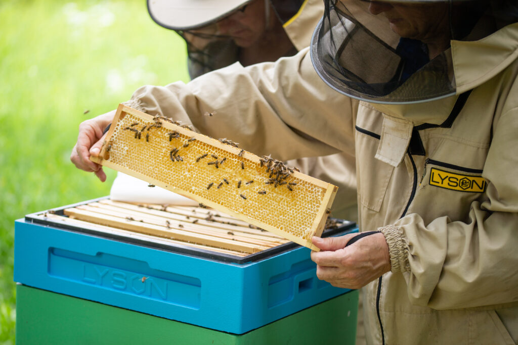 Pasieka Zakład Aktywności Zawodowej Manufaktura Pietraszki, Miód, Pszczoły