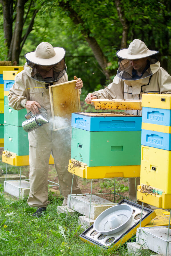 3cz. Komplet podgrzewaczy tealight z naturalnego wosku pszczelego