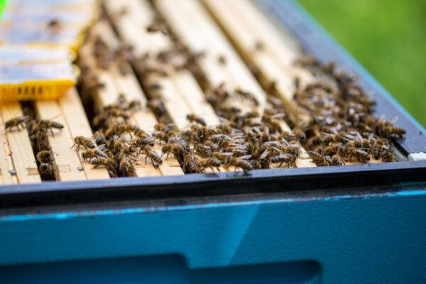 3cz. Komplet podgrzewaczy tealight z naturalnego wosku pszczelego